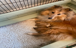 Shetland Sheepdog dogs for sale: Sable and white Sheltie puppy - Image 4