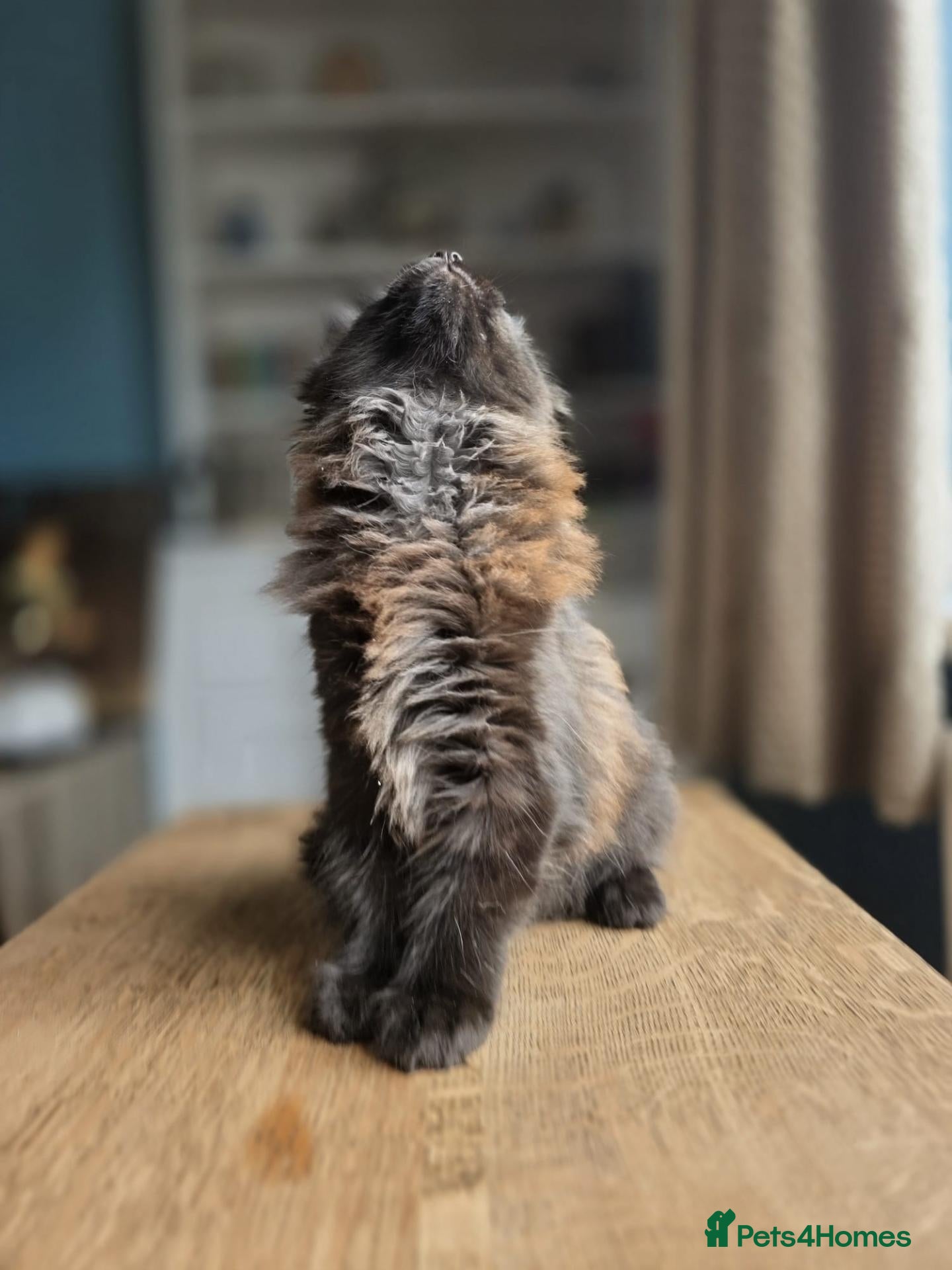 Maine Coon cats Tica Maine coon cubs / kittens. - Advert 1