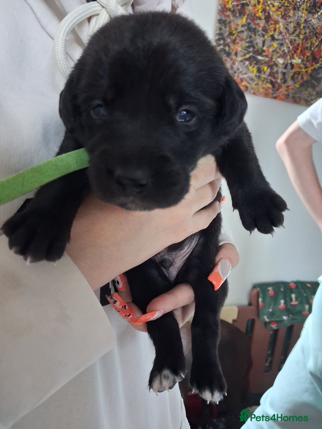 Borador dogs for sale: Borador puppies - Image 10