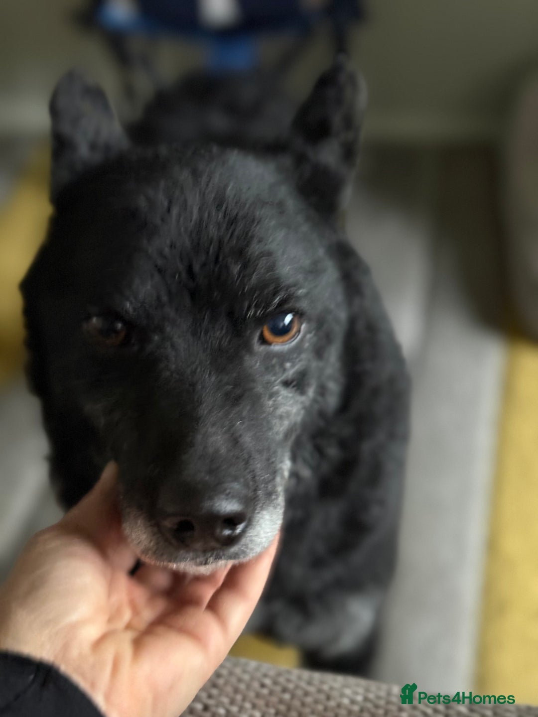 Mixed Breed dogs for adoption: Sweet Romeo Looking for LOVE - Advert 14