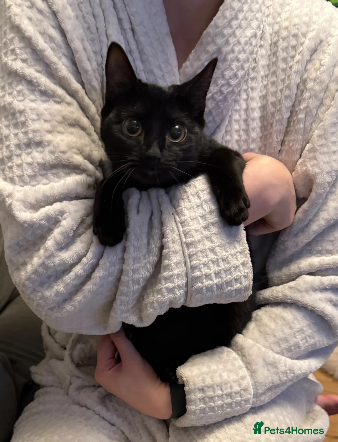 Mixed Breed cats for sale: 6 month old cats ready for new home in Runcorn - Advert 2