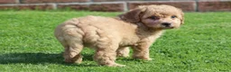 Cockapoo dogs for sale: Beautiful Cockapoo puppies for sale  in Llanelli - Advert 13