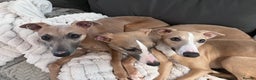 Whippet dogs for sale: 🐾 KC Whippet Puppies – Waitlist Now Open 🐾 - Advert 2