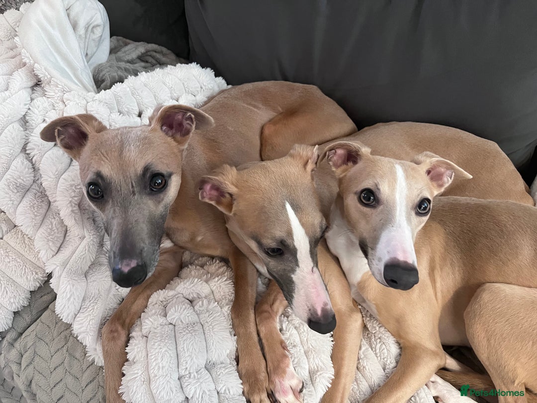 Whippet dogs for sale: 🐾 KC Whippet Puppies – Waitlist Now Open 🐾 - Advert 2