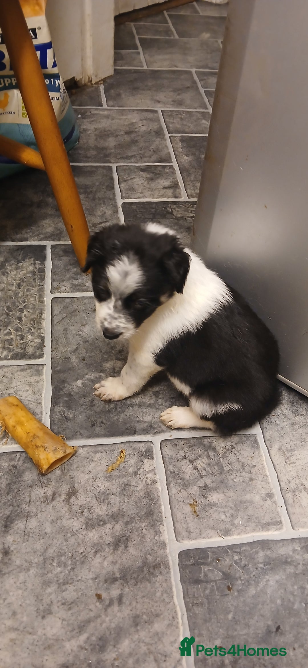 Border Collie dogs for sale: My babies  - Image 7