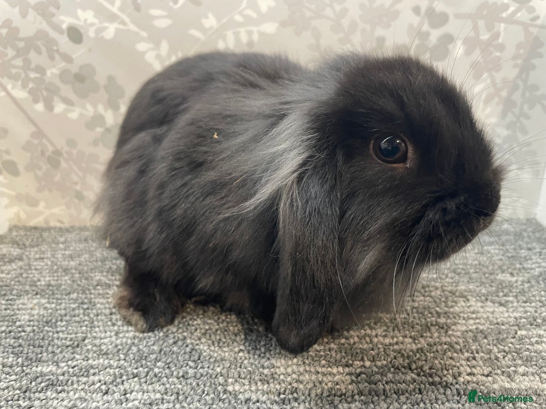 Lionhead rabbits for sale: 4 lionhead lops - Advert 3