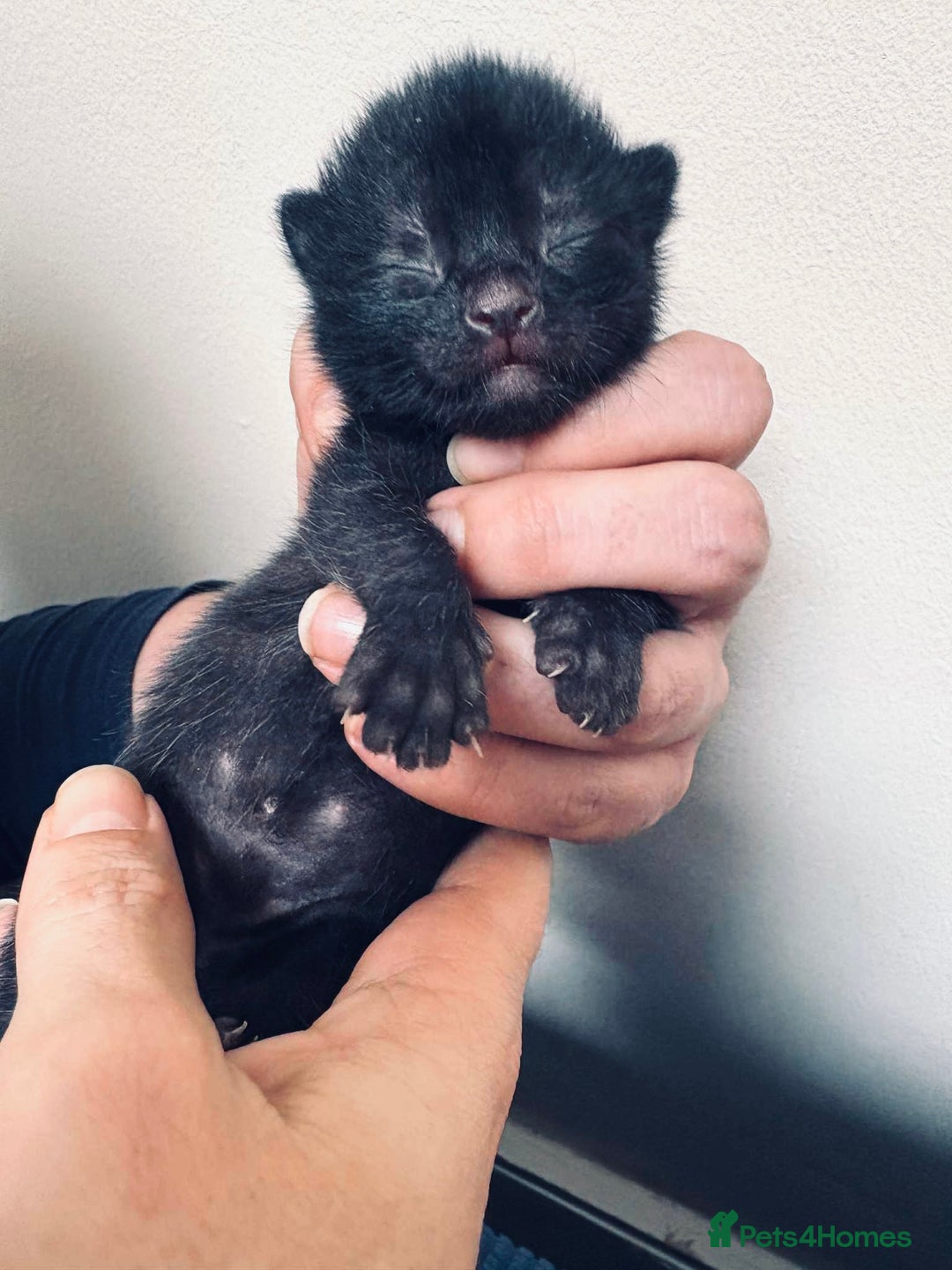 Mixed Breed cats for sale: 5 kittens for sale  - Image 4
