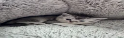 Scottish Fold cats for sale: Scottish fold kittens  - Advert 8