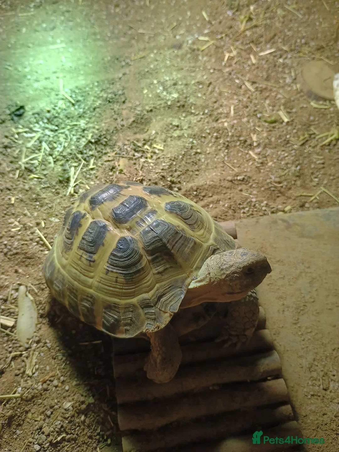 Tortoise reptiles for sale: Tortoise  - Advert 2