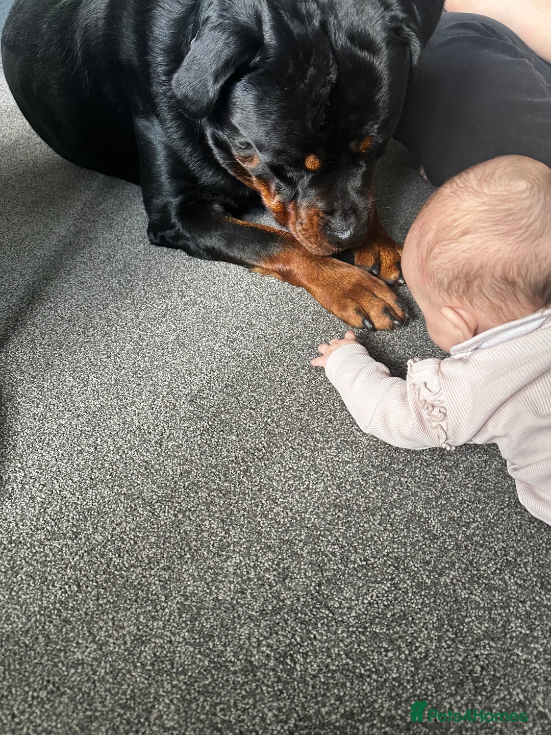 Rottweiler dogs for sale: Rottweiler needs a loving forever home  - Advert 13