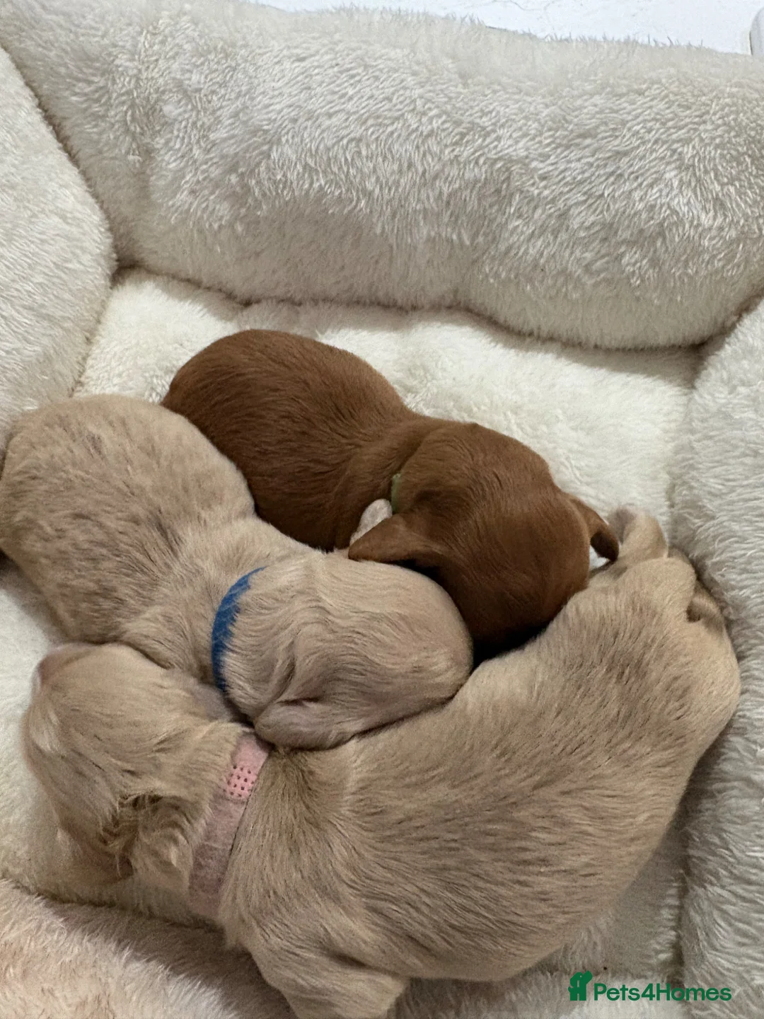 Miniature Dachshund dogs for sale: 3 delicious long hair miniature dachshund  - Advert 4