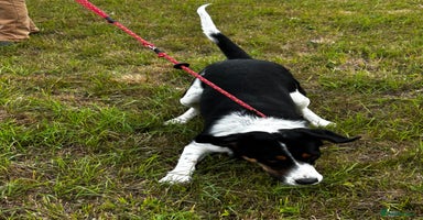 Mixed Breed dogs - Advert 3