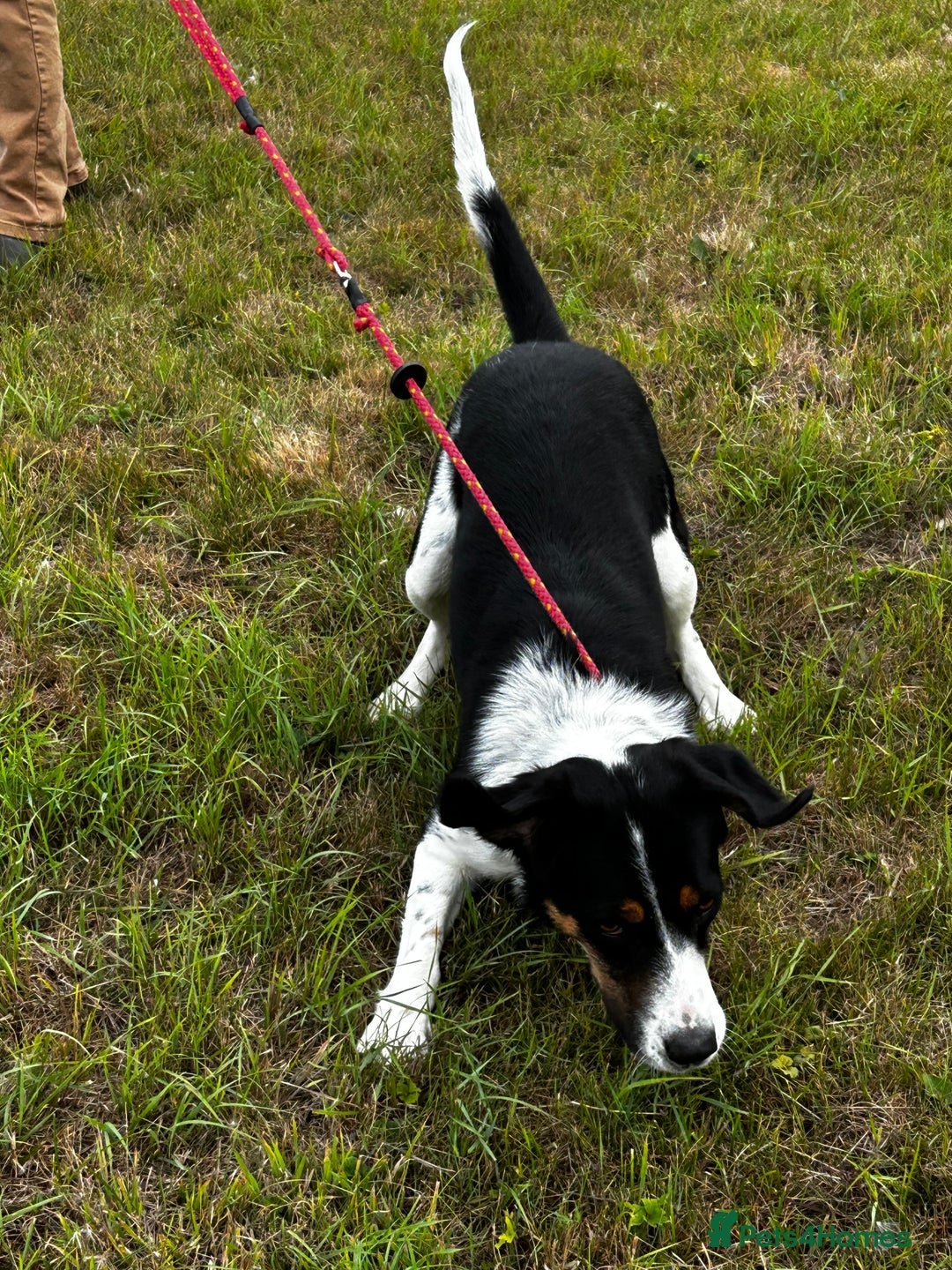 Mixed Breed dogs for sale: Willow is looking for a new home - Image 2