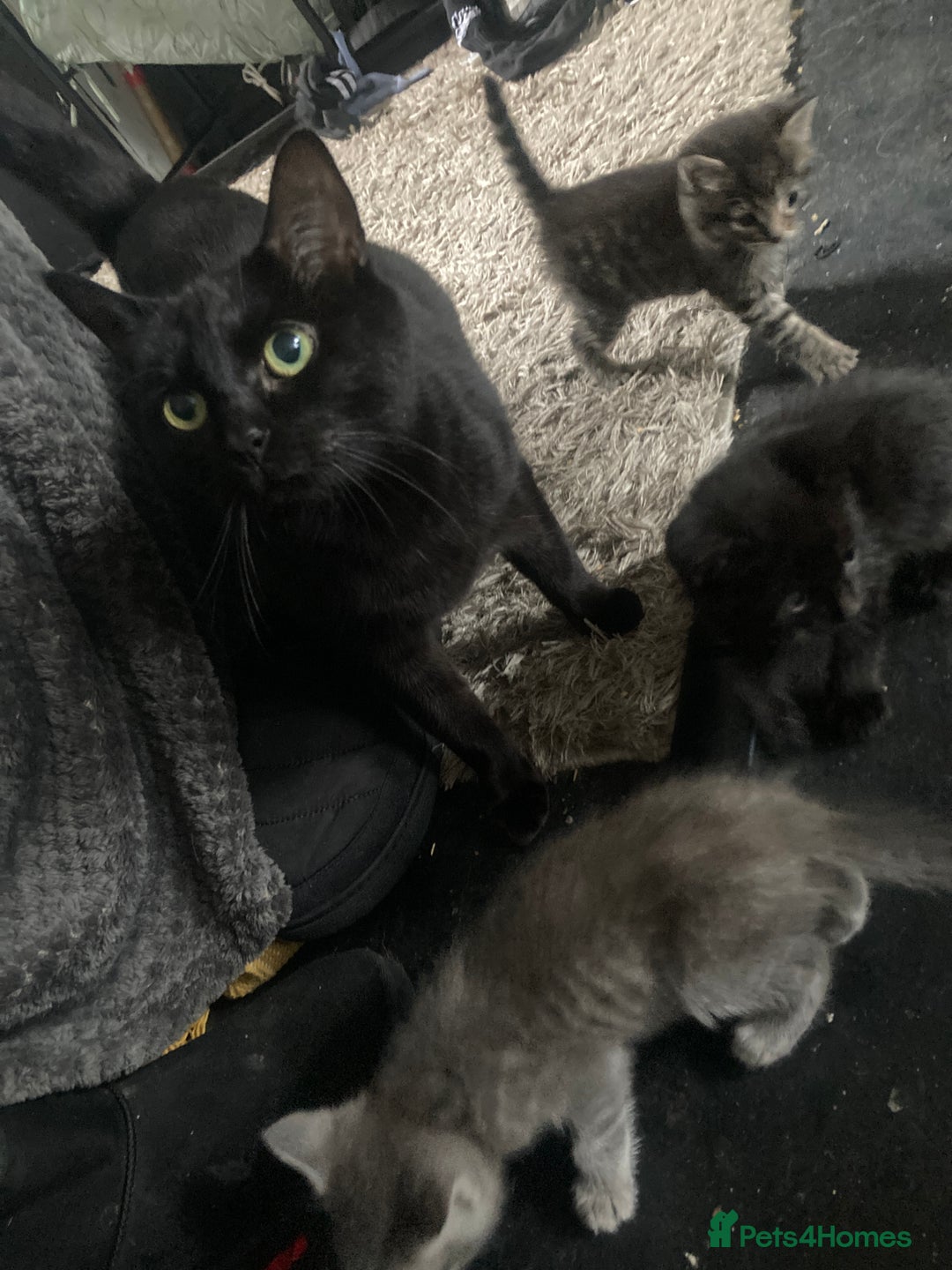 Mixed Breed cats for sale: Lovely tabbies tuxedo and grey tabbies  - Advert 2