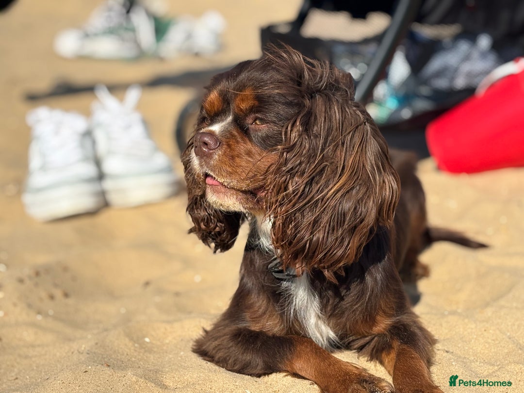 Cavalier King Charles Spaniel dogs for stud: THE BEST Looking CHOCOLATE🍫🐶 CAVALIER STUD - Image 20