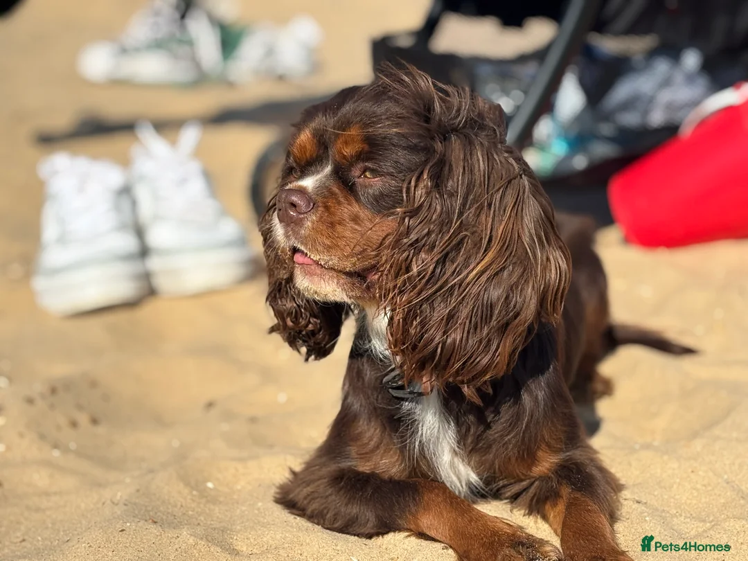 Cavalier King Charles Spaniel dogs for stud: THE BEST Looking CHOCOLATE🍫🐶 CAVALIER STUD - Advert 20