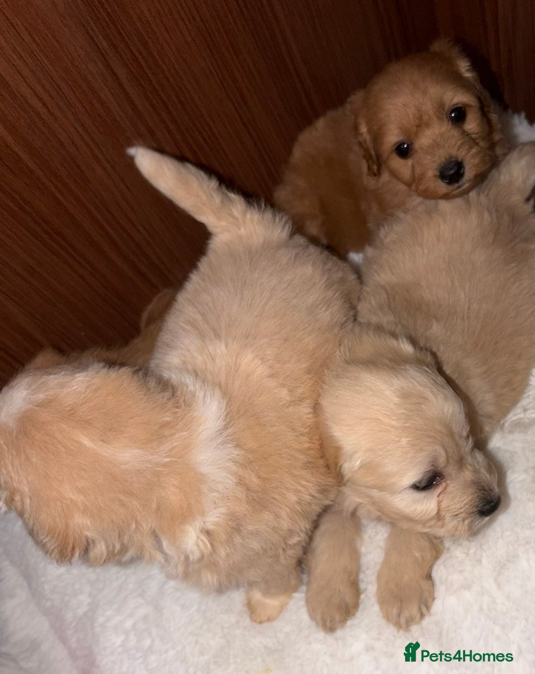 Mixed Breed dogs for sale: Puppies  - Advert 10