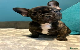 French Bulldog dogs for sale: Standard French bulldogs  - Image 2