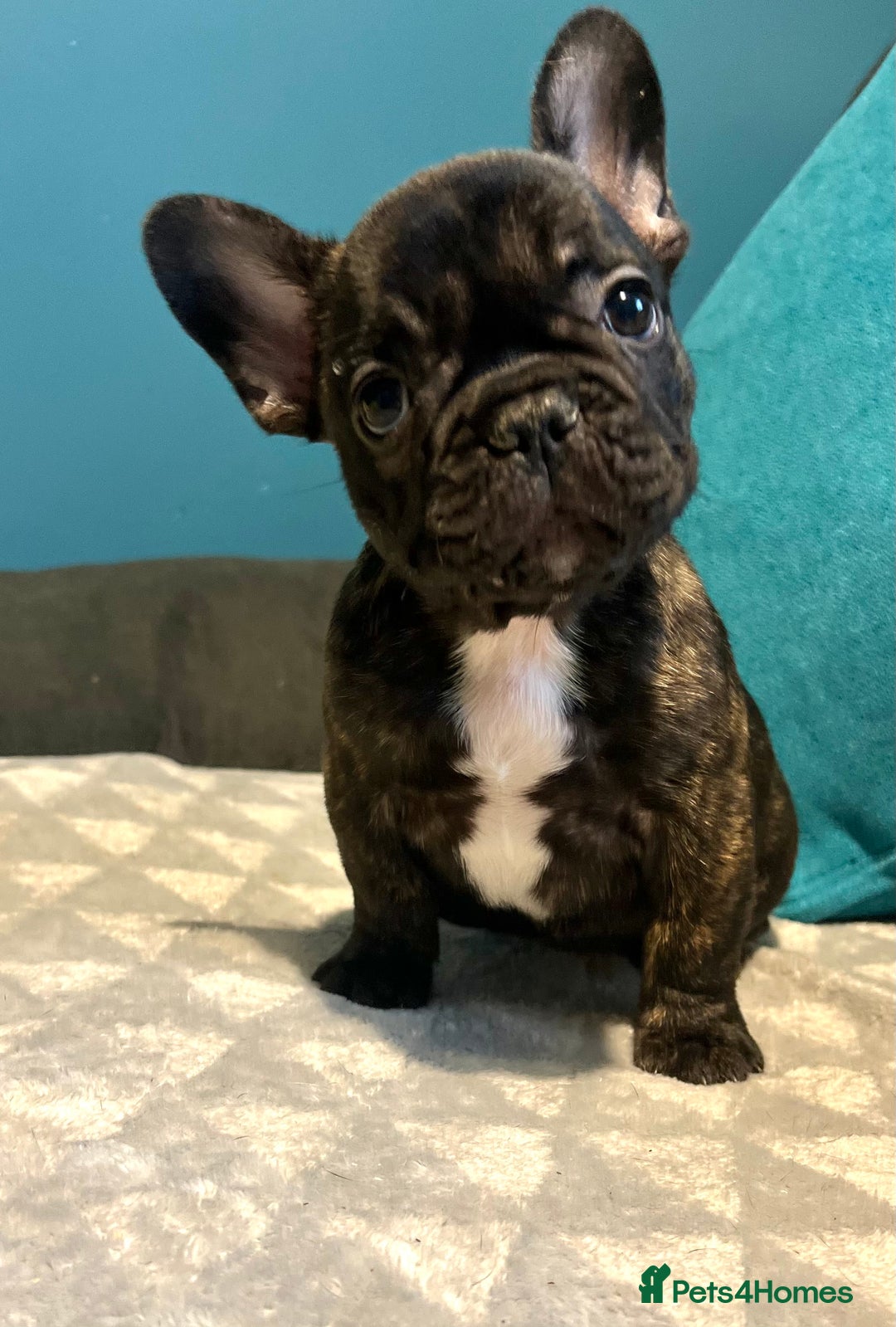 French Bulldog dogs for sale: Standard French bulldogs  - Image 2