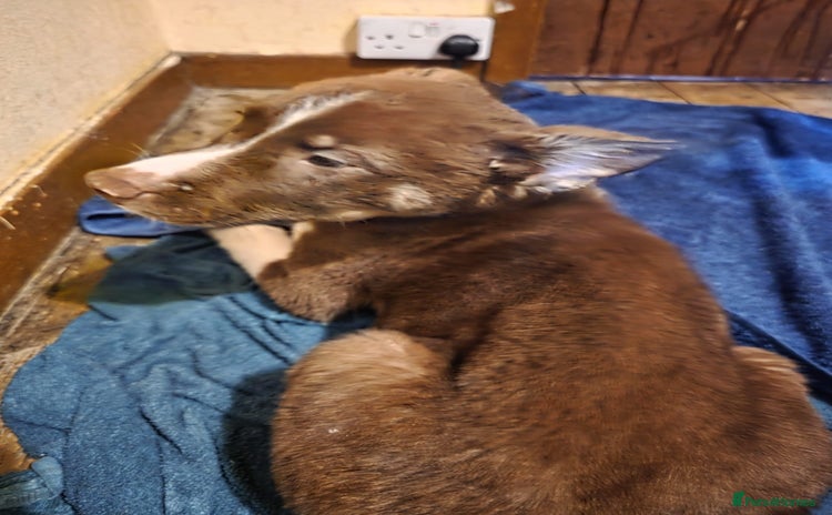 Huskita dogs - Advert 11