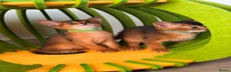 Abyssinian cats for sale: 🎖🏆🏅last 2 Abyssinian kittens  - Advert 5