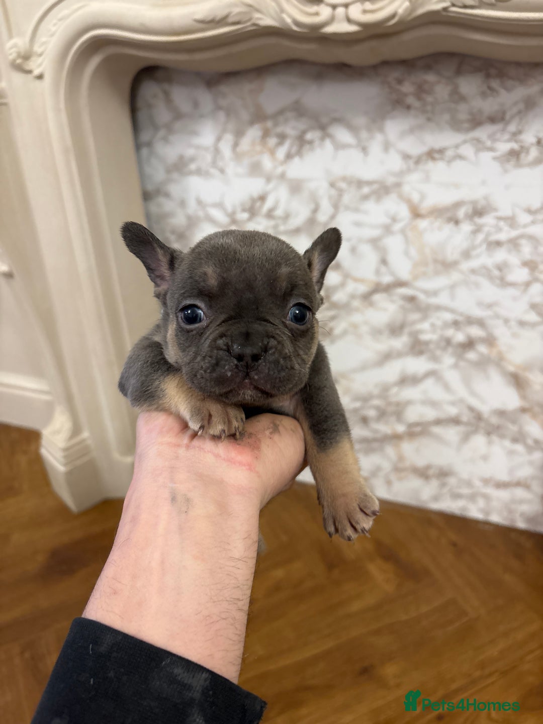 French Bulldog dogs for sale: Unique litter! - Advert 2