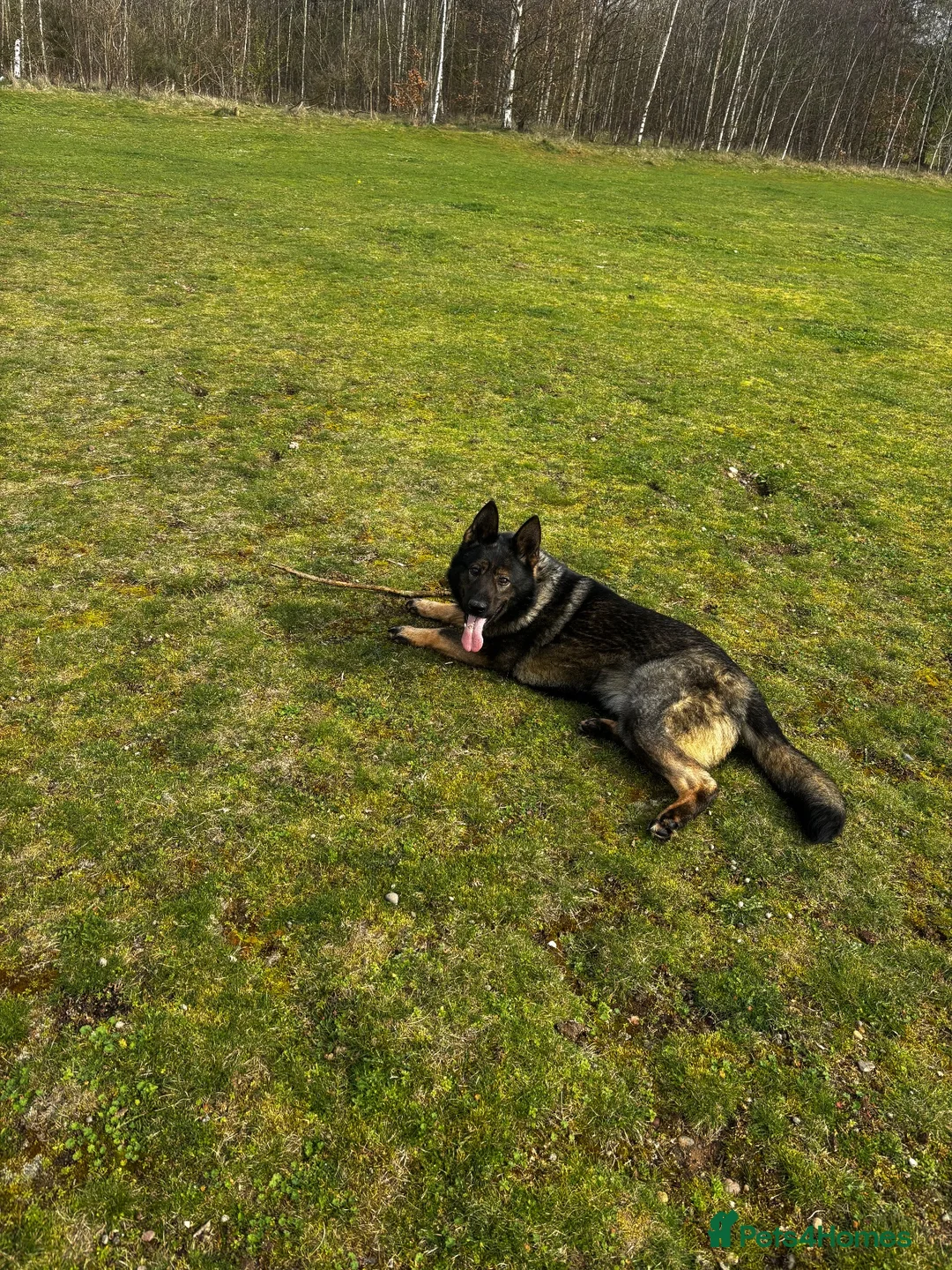 German Shepherd dogs for sale: KC Registered Czech working line German shepherd - Advert 27