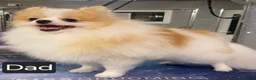 Pomeranian dogs for sale: 🐾🌟 Beautiful and Unique Pomeranian Puppies 🌟🐾 - Advert 8
