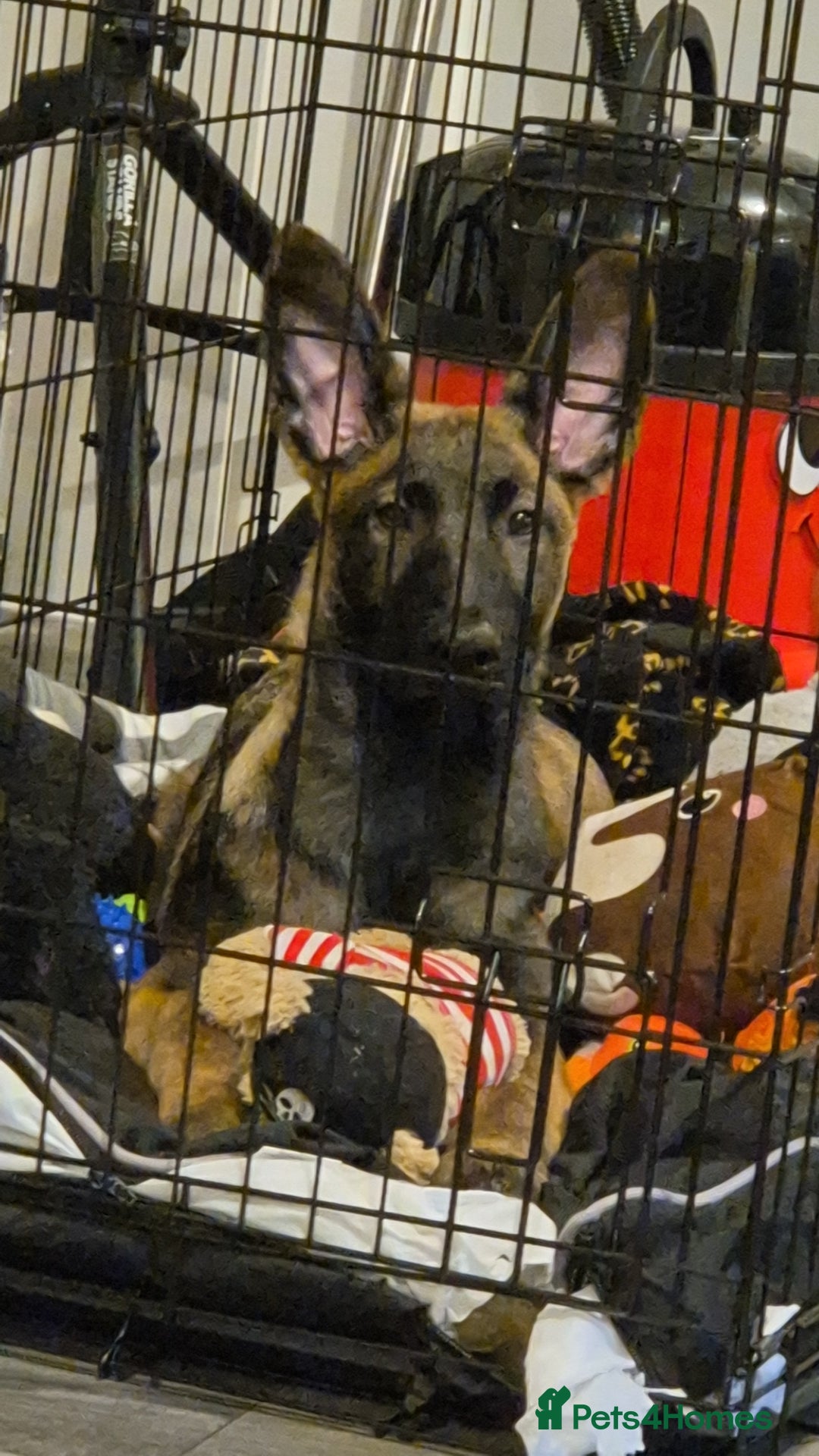 Belgian Shepherd Dog dogs for sale: Malli please read! No young kids  - Advert 2