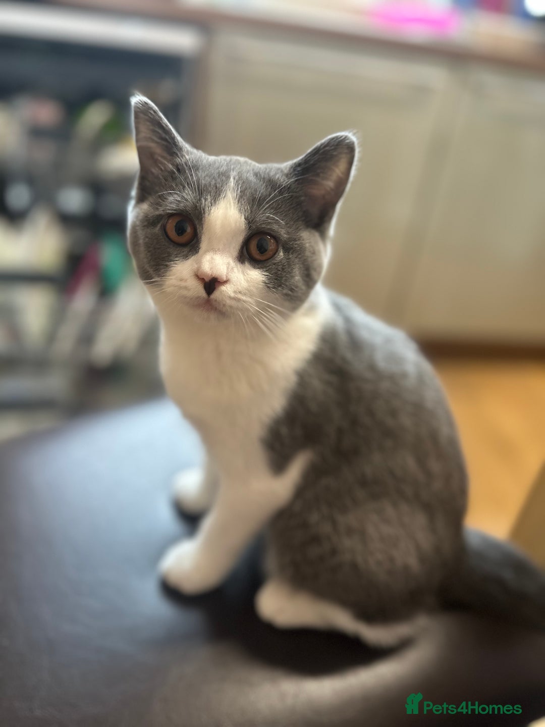 British Shorthair cats for sale: British shorthair blue and white, 4 months old  - Image 1