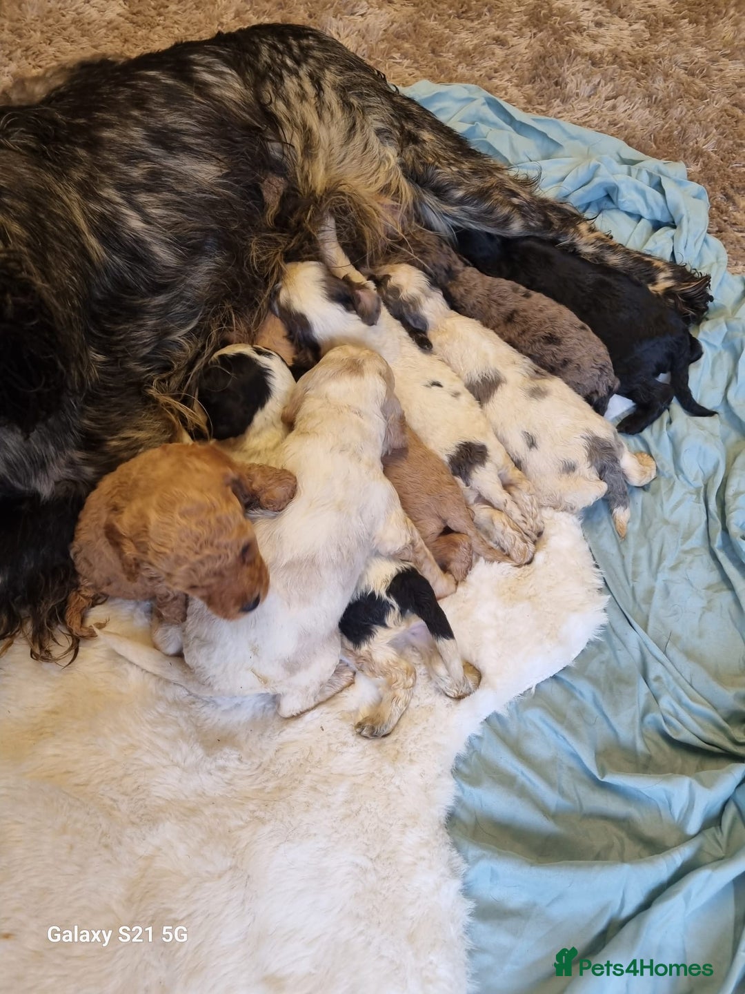 Cockapoo dogs for sale: Cockapoos - Image 8