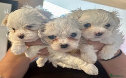 Maltese dogs for sale: Beautiful Korean Maltese  - Image 5