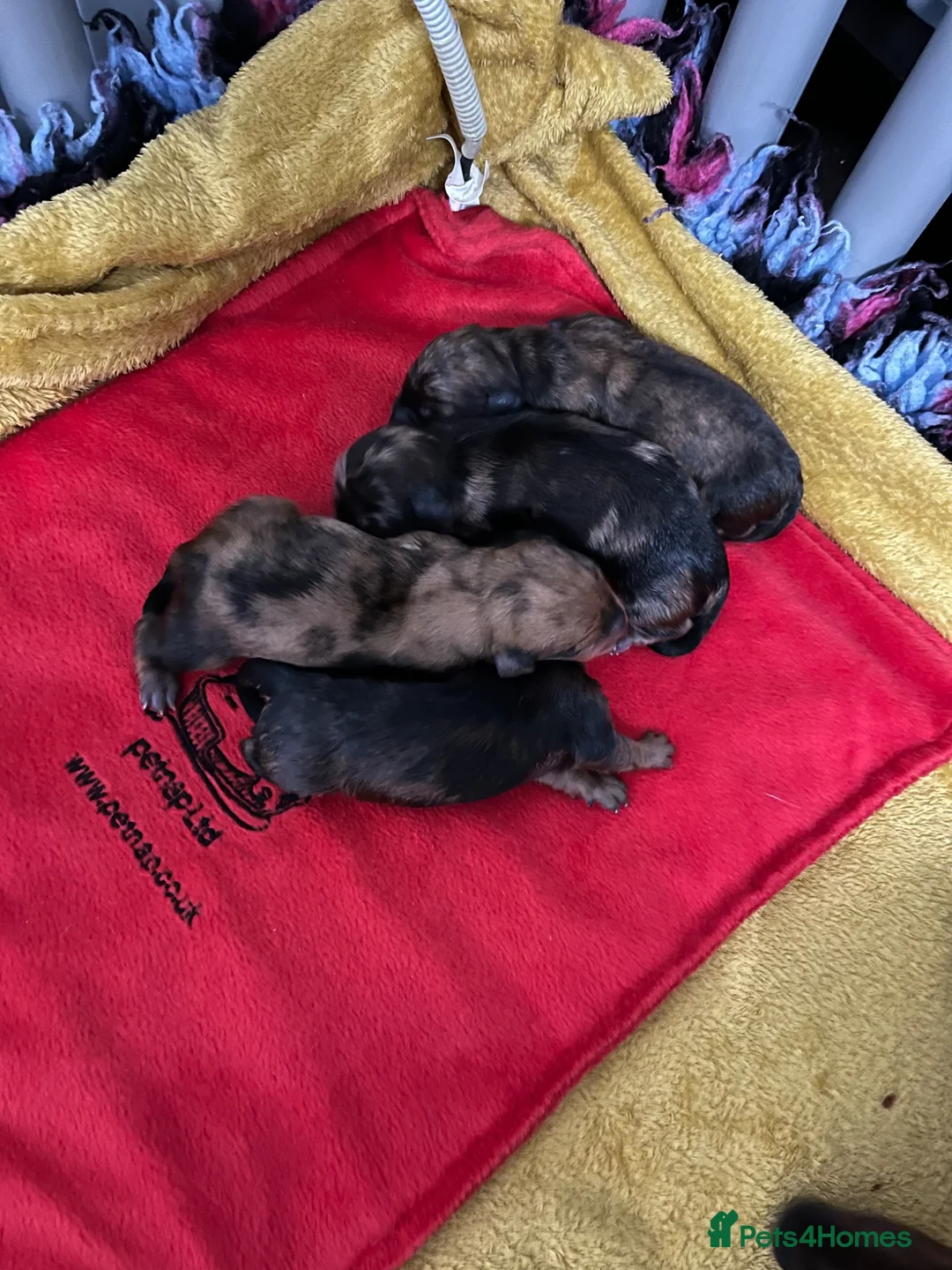 Dachshund dogs for sale: Miniature smooth coated dachshund  - Advert 1