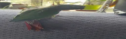 Conures birds for sale: Handreared green cheek conure baby in Manchester - Advert 3