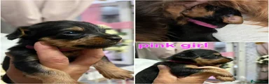 Mixed Breed Puppy 4