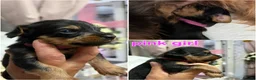 Mixed Breed dogs for sale: Dorkie (dachshund x Yorkie) pups beautiful pups🐾 in Borehamwood - Advert 3