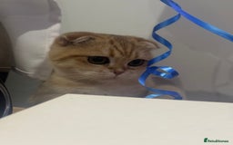 Scottish Fold cats for sale: Scottish fold cat - Image 5