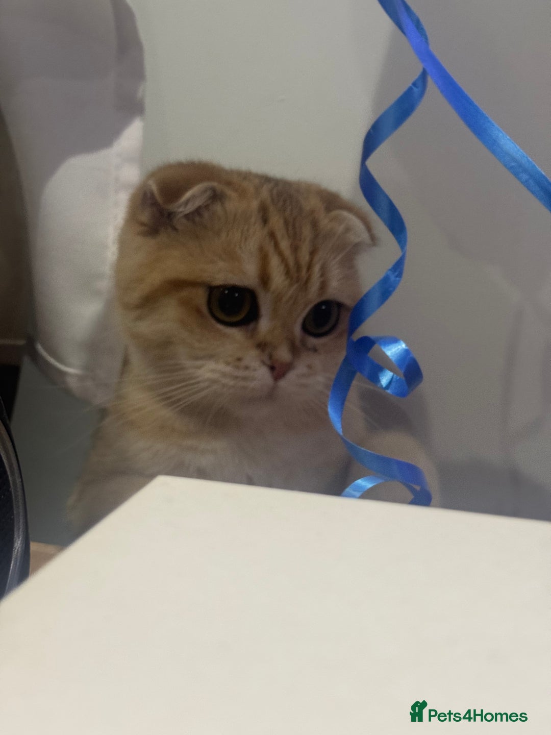 Scottish Fold cats for sale: Scottish fold cat - Image 5