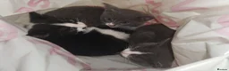 American Shorthair cats for sale: 3 kittens for sale - Advert 4