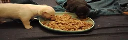 Chihuahua dogs for sale: 2x Chihuahua puppies  - Advert 6