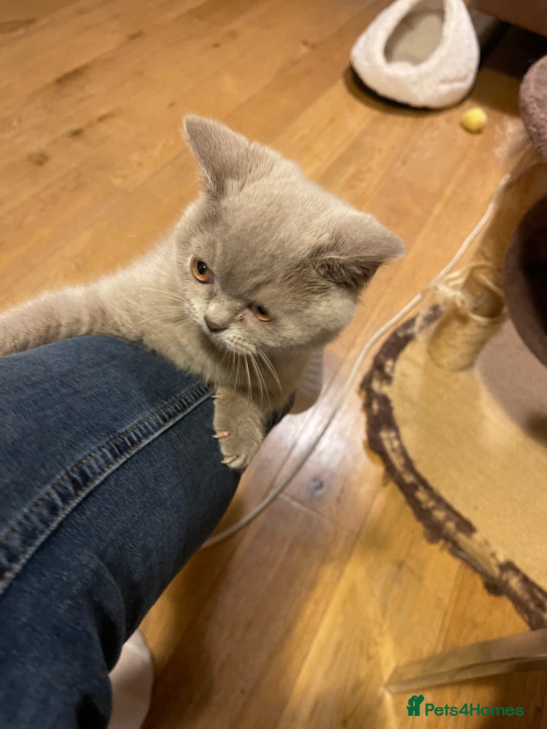 British Shorthair cats for sale: British Shorthair, Ready to be rehomed - Advert 7
