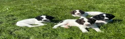 English Springer Spaniel dogs for sale: Gorgeous KC Springer Spaniels with excellent lines - Advert 3