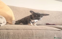 French Bulldog dogs for sale: Adorable pink and fluffy french bulldogs puppies  - Image 23