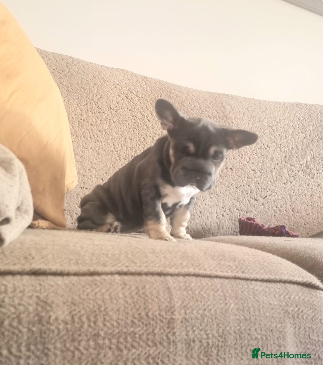 French Bulldog dogs for sale: Adorable pink and fluffy french bulldogs puppies  - Image 23