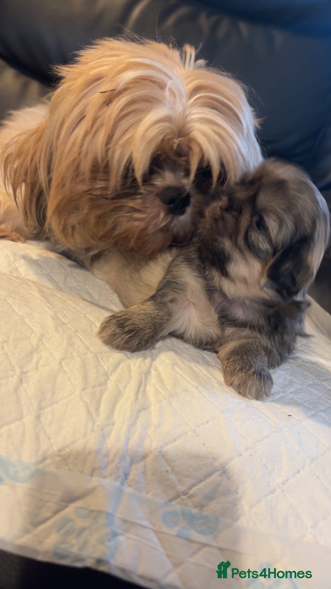 Shih Tzu dogs for sale: Shih Tzu pups  - Advert 1