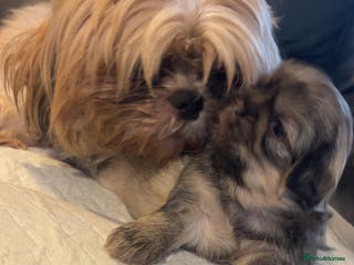 Shih Tzu dogs Shih Tzu pups - Advert 1