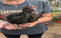 Chickens poultry for sale: Beautiful rare Norfolk grey cockerels - Image 1