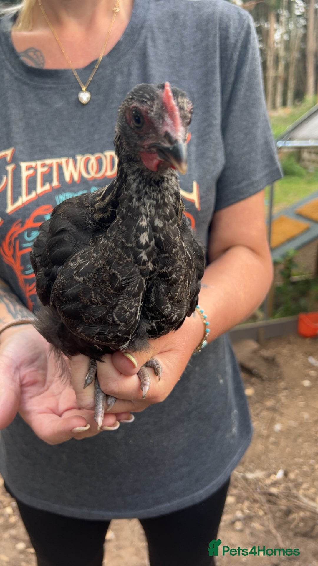 Chickens poultry for sale: Beautiful rare Norfolk grey cockerels - Image 1