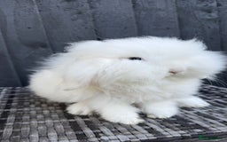 Mini Lion Lop rabbits for sale: Beautiful Blue Eyed TeddyWidder Boy - Image 6
