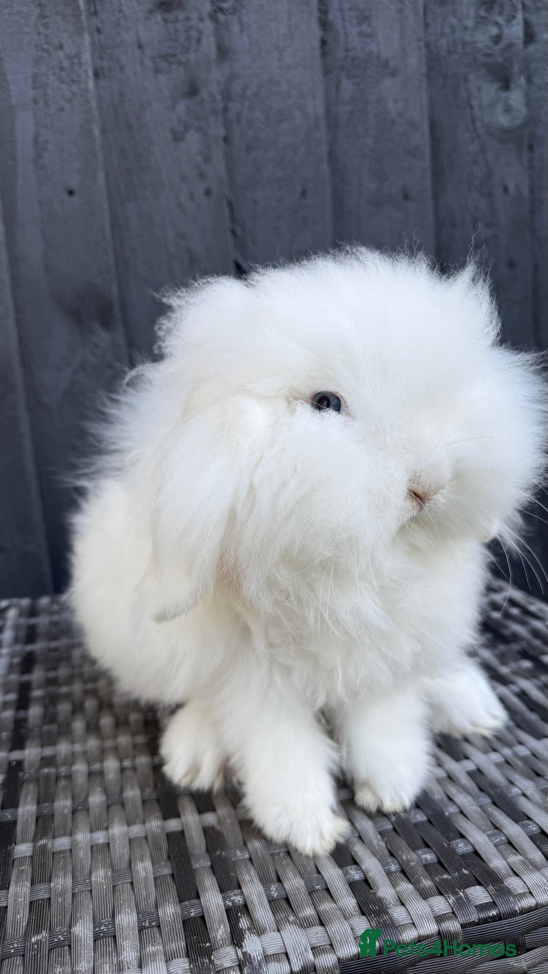 Mini Lion Lop rabbits for sale: Beautiful Blue Eyed TeddyWidder Boy - Image 6
